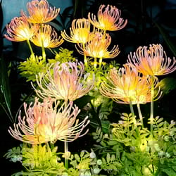 red spider lily solar garden lights outdoor waterproof decoration, flower yard lights, solar landscape lighting
