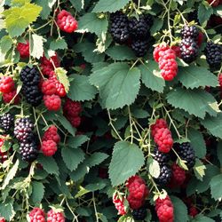 blackberries 43 tileable repeating pattern