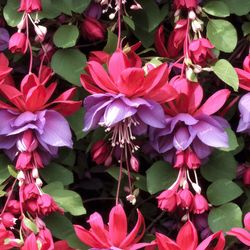 fuchsia flowers tileable repeating pattern