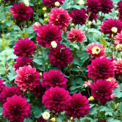 pompon dahlias flowers tileable repeating pattern