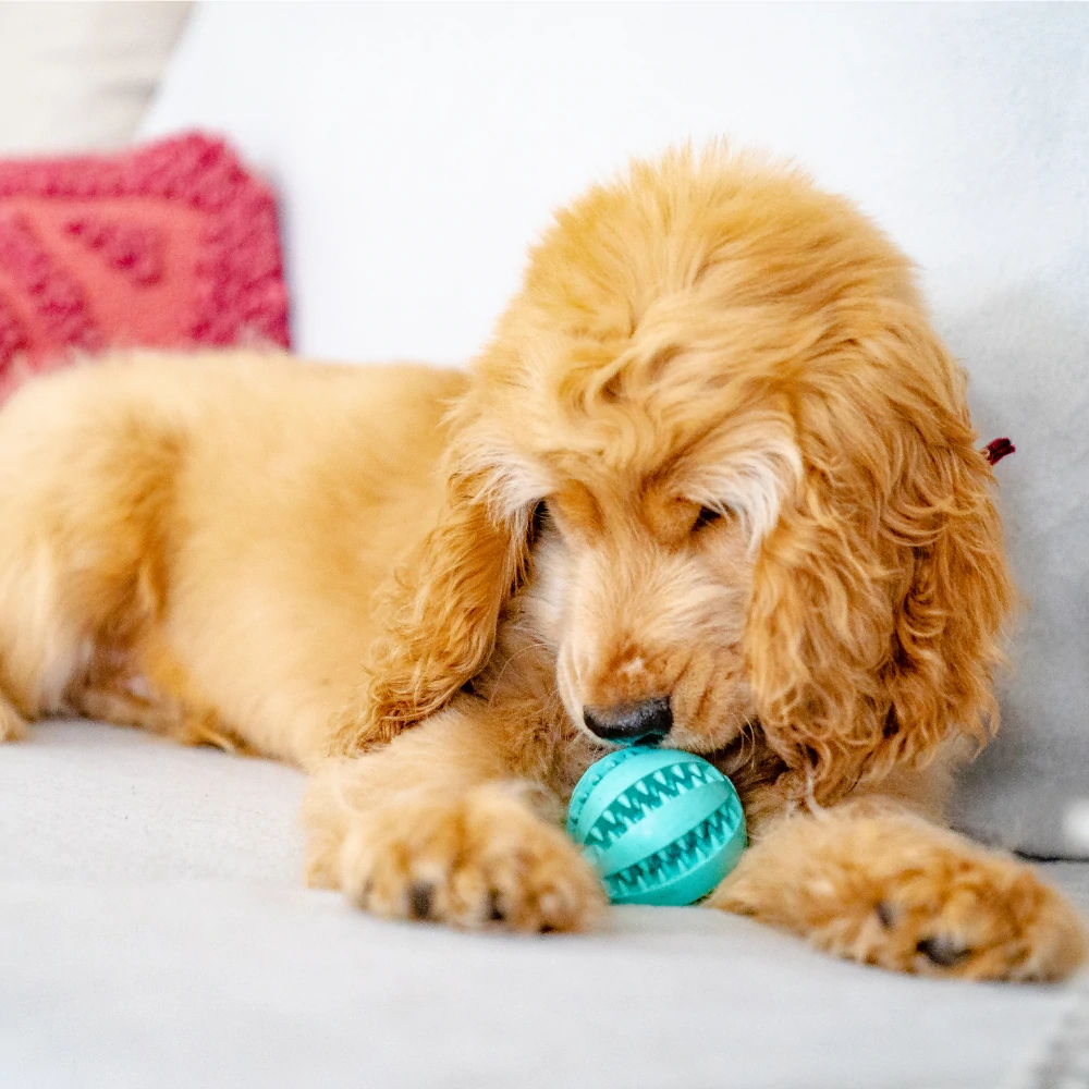 toothydogchewtoy4 (1).png