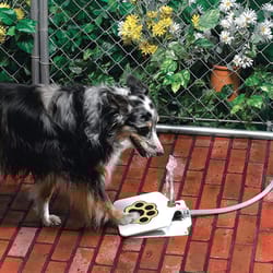 dog water fountain