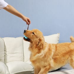 dog chew cleaner