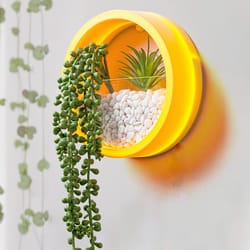 orbicular wall plant vase