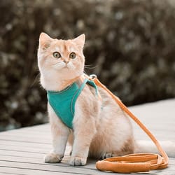 luminous escape-proof cat vest harness and leash set – glow in the dark, comfortable & safe for cats