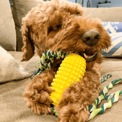 corn cob dog teeth cleaning chew toy