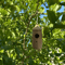 woodenhummingbirdhouse1.png