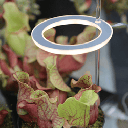 stylish angel ring grow light