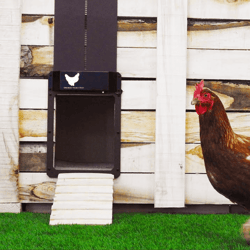 automatic chicken coop door