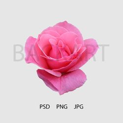 gorgeous pink rose isolated with transparent background for your design.. print file. psd file