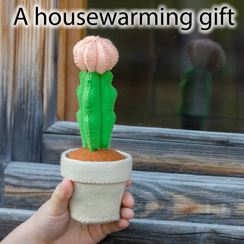 Кактус лунный 6 квадрат.jpg