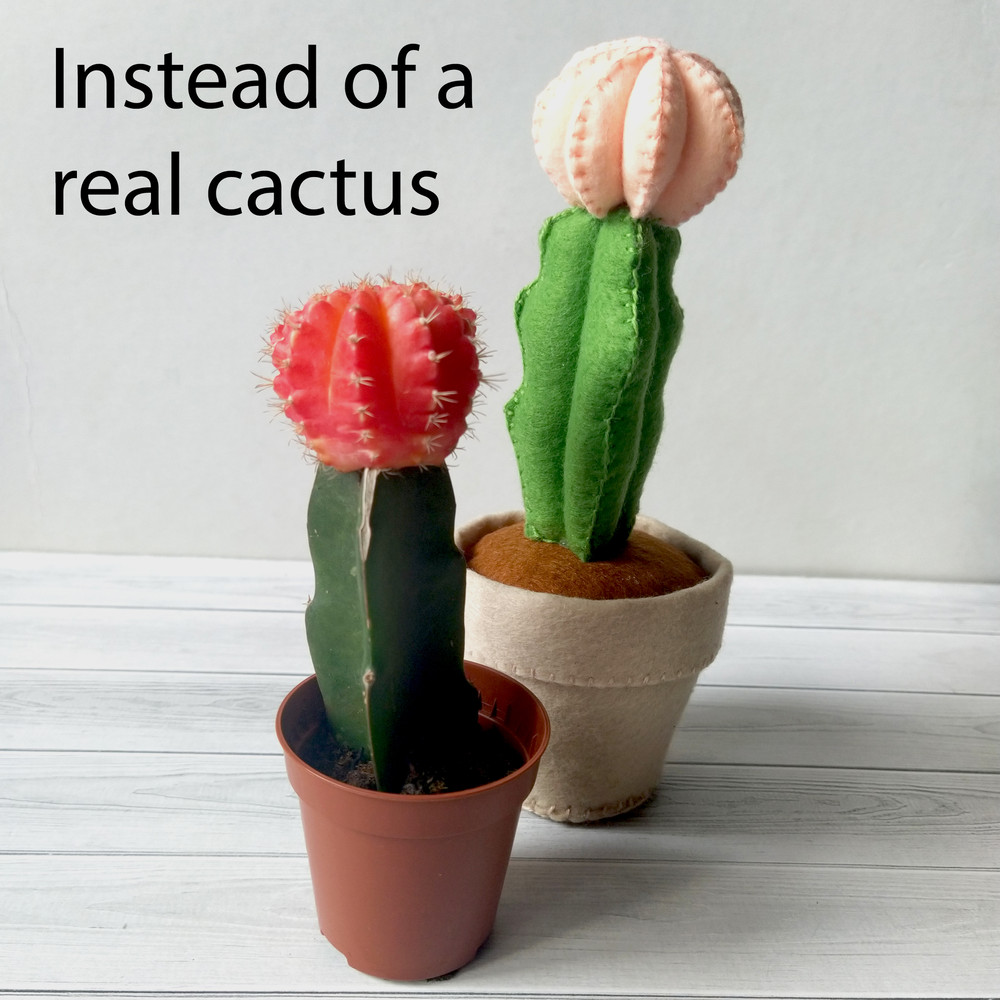 Кактус лунный 7 квадрат.jpg