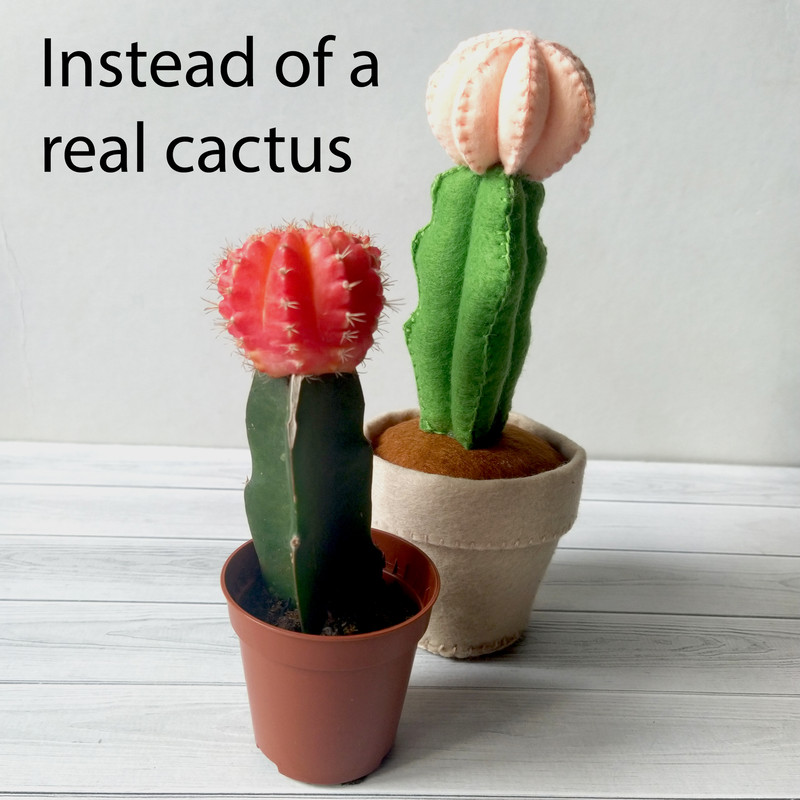 Кактус лунный 7 квадрат.jpg