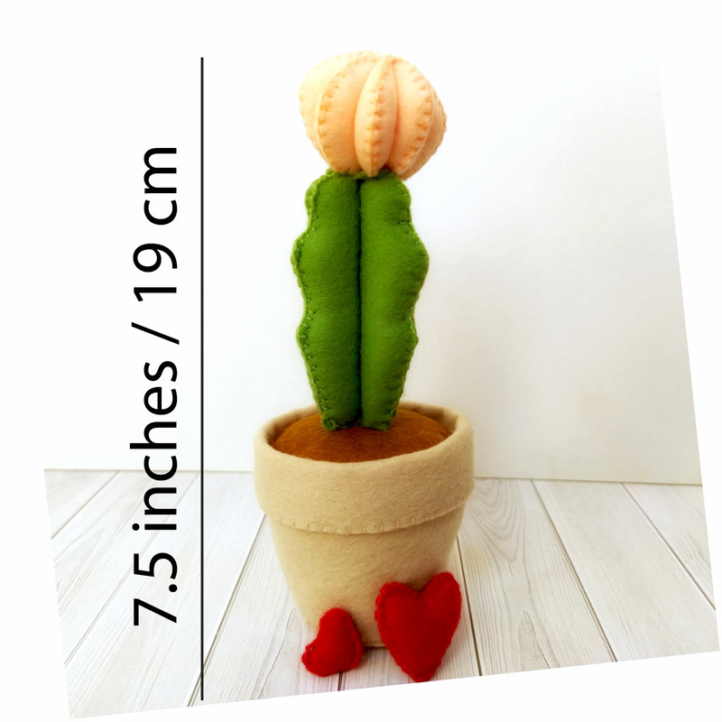 Кактус лунный 8 квадрат.jpg