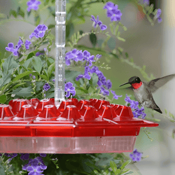 hummingbird feeder with built-in ant moat