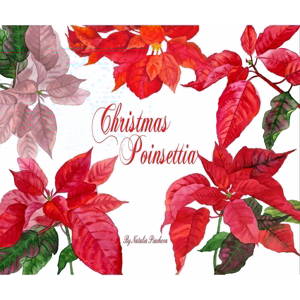 Etsy Christmas Poinsettia cover_1.jpg