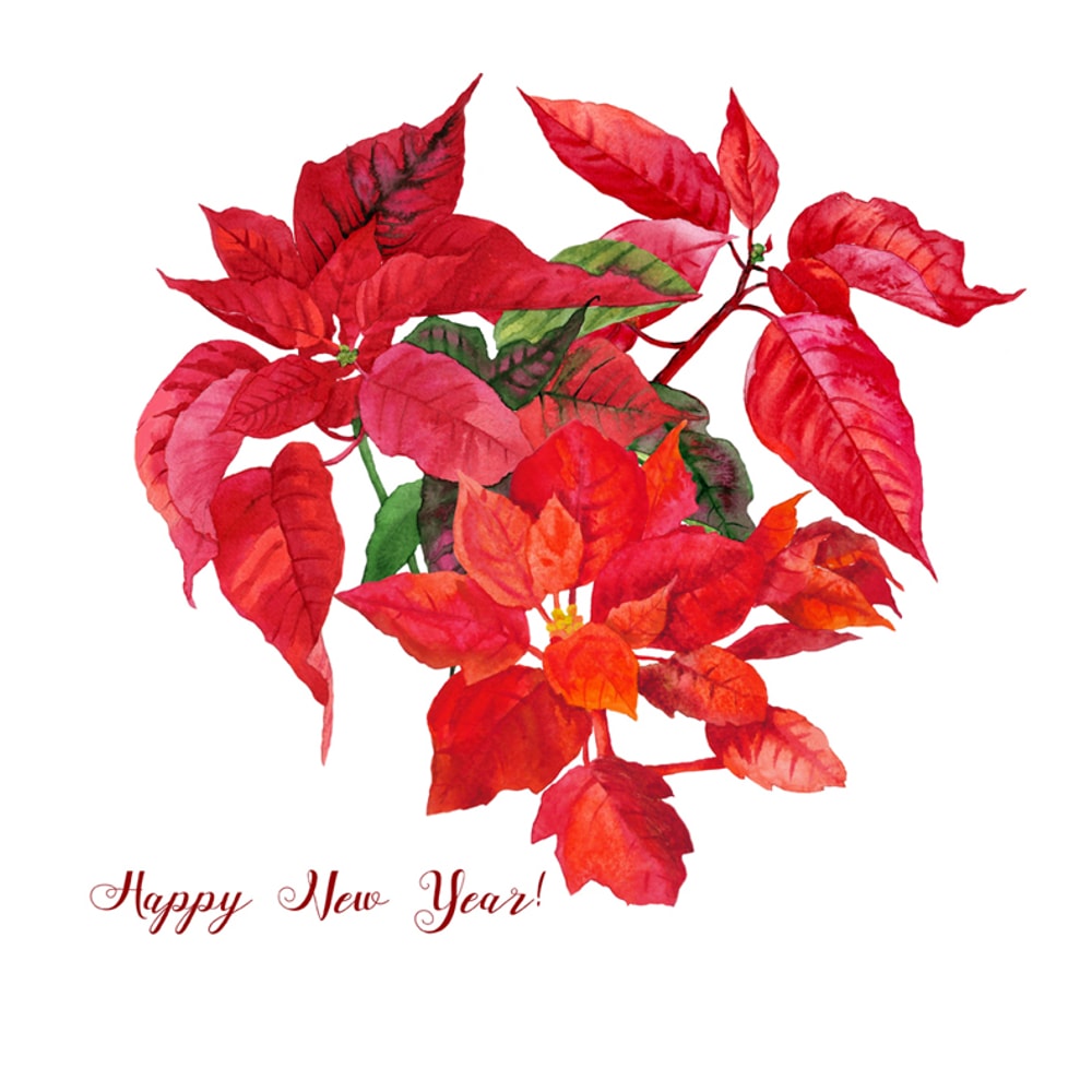 Etsy Christmas Poinsettia cover_2.jpg