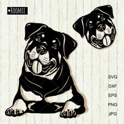 rottweilers portrait svg for cricut, peeking dog, rottie shirt design, car decal clipart vector cut file vinyl /151