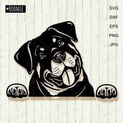 peeking rottweiler portrait svg for cricut, rottie face shirt design, car decal clipart vector cut file vinyl /152