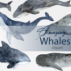 watercolor clipart whale art digital. hand drawn whales clipart set - blue whale, humpback whale, beluga, narwhal orca
