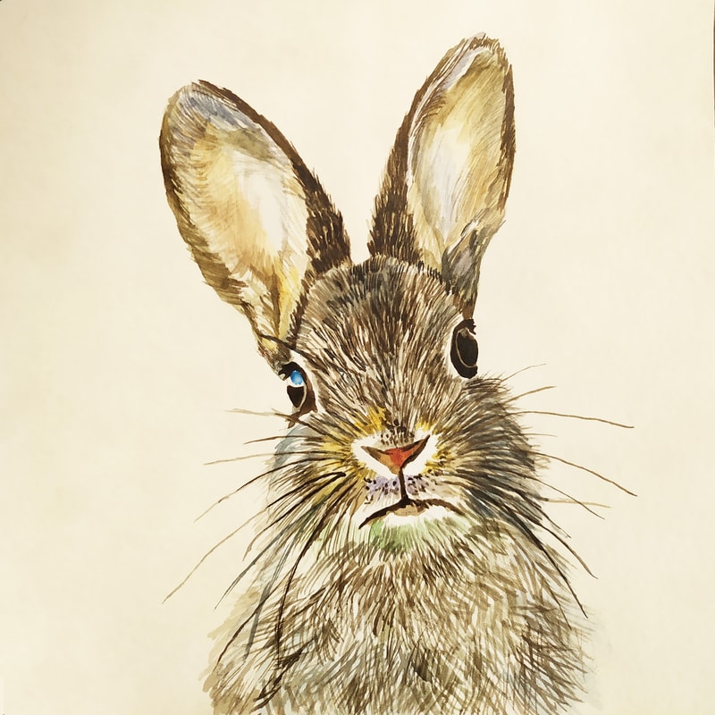 rabbit.jpg