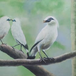 starling bird oil painting, jalak bird bali on the tree, original oil on canvas wall art
