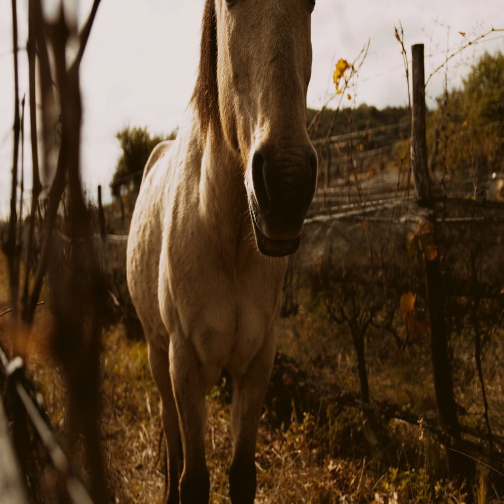 1080x1080 size @NovilloLinares_Benjamin-1594x1062.jpg