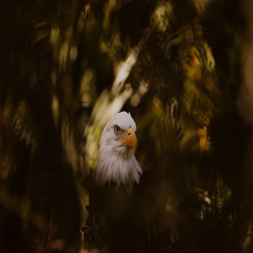 1080x1080 size DSC2331-1594x1062.jpg