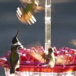 mary's hummingbird feeder: attractive, easy-to-clean, and decorative garden accessory with large capacity