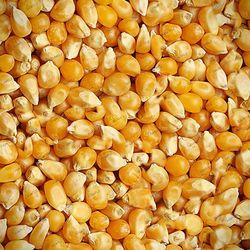 popcorn 24 seamless tileable repeating pattern