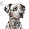 Watercolor-Dalmatian-Dog-Sublimation-Graphics-73659274-1-1-580x386.png