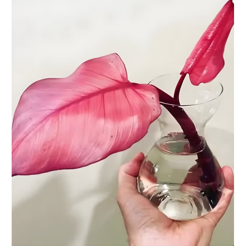 il1140xN5206199546sljypng