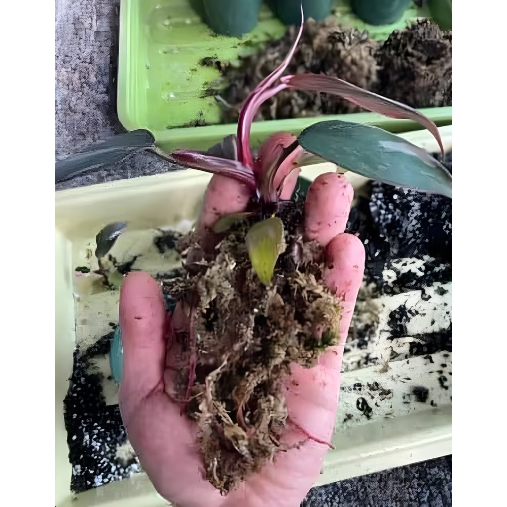 il1140xN5206202530rg20png