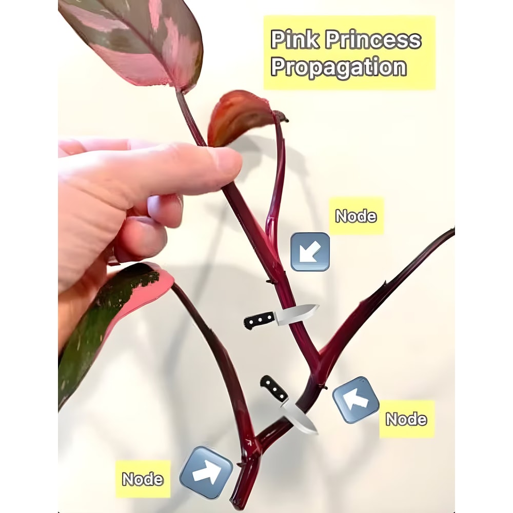 il1140xN5254416691s32epng