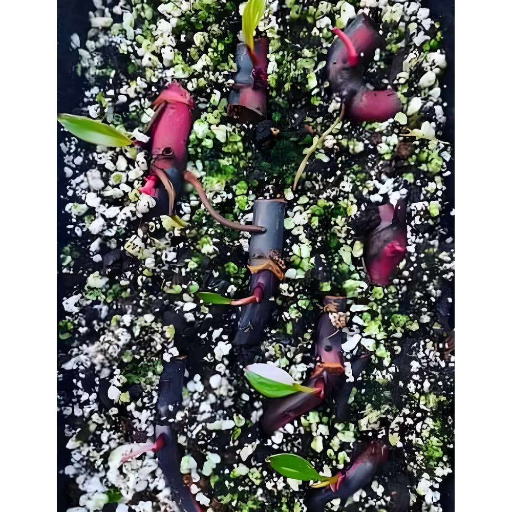 il1140xN52544187998f4lpng