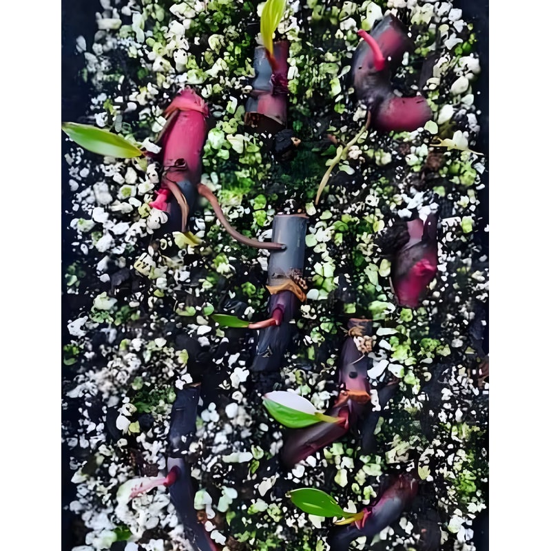 il1140xN52544187998f4lpng