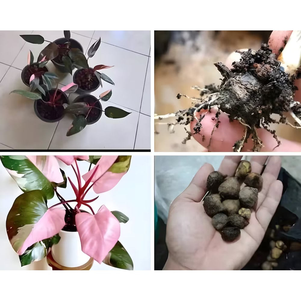 il1140xN5254418829sugqpng