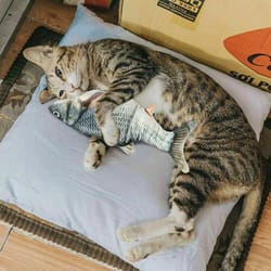 dancing wiggle catnip toy for cats