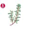 MR-25102023154950-rosemary-branch-embroidery-design-herb-towel-embroidery-image-1.jpg
