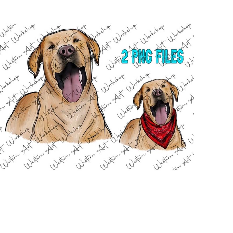 MR-31102023114422-labrador-retriever-png-retriever-portrait-png-dog-portrait-image-1.jpg