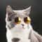 TPAkPet-Cat-Dog-Glasses-Pet-Products-for-Little-Dog-Cat-Eye-Wear-Dog-Sunglasses-Kitten-Accessories.jpg