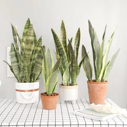 diy artificial sansevieria branch: outdoor fake plants for home garden decoration