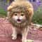 Funny Pets Clothes Hat Cute Cat Wig Lion Mane Costume for Cats & Dogs Cosplay Party Accessories with Ears