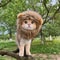 Funny Pets Clothes Hat Cute Cat Wig Lion Mane Costume for Cats & Dogs Cosplay Party Accessories with Ears