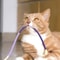 Durable Rope Toy For Cats Puppies Teething Chew Toy For Playful Pets 5