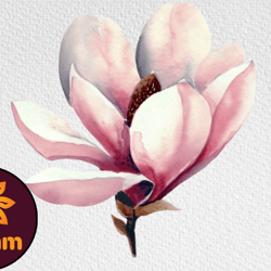 watercolor magnolia flower clipart png
