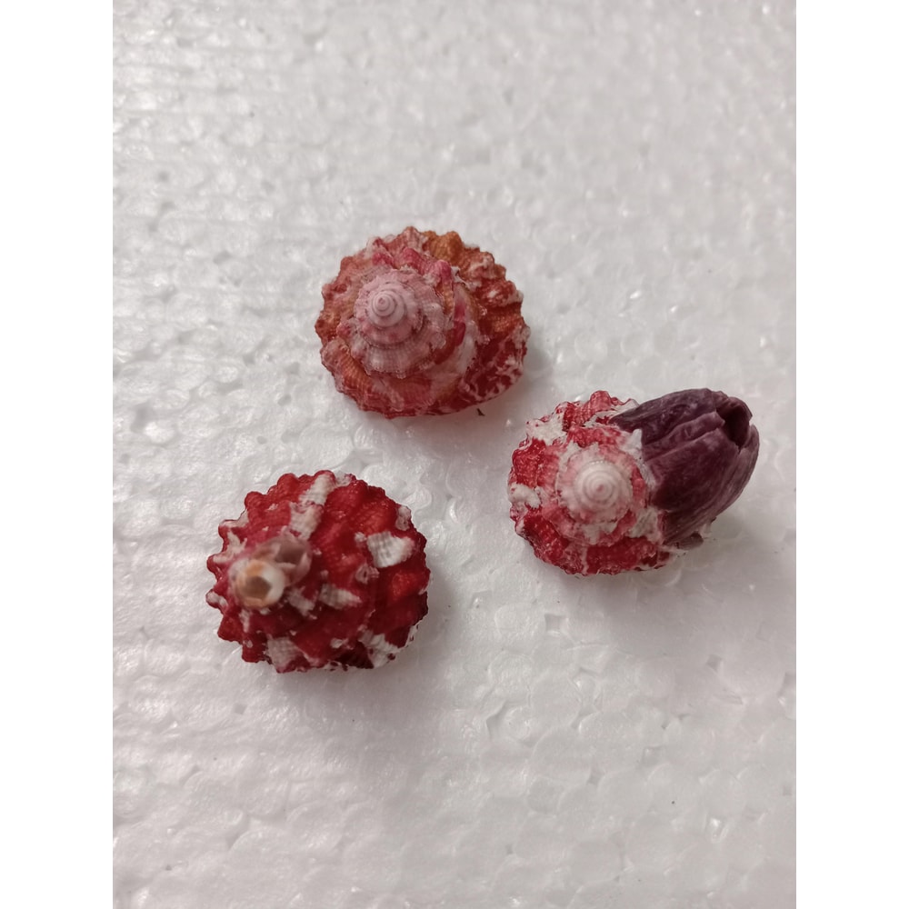 Crafts Supplies Trochus Shell Collectiblescraftingsize 22 Mm3 PCs Shells 0