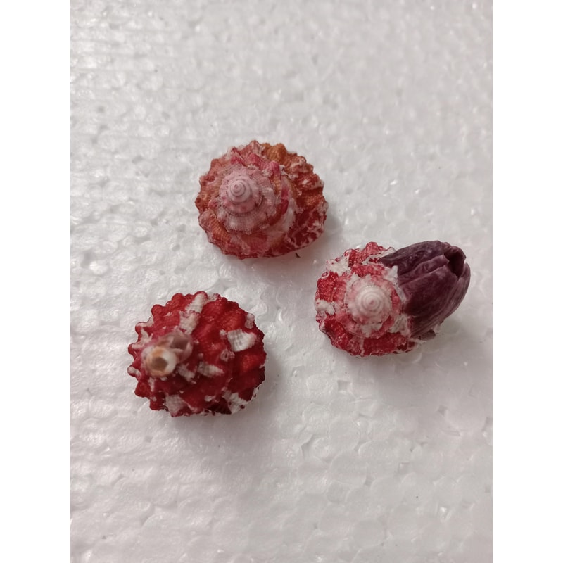 Crafts Supplies Trochus Shell Collectiblescraftingsize 22 Mm3 PCs Shells 0