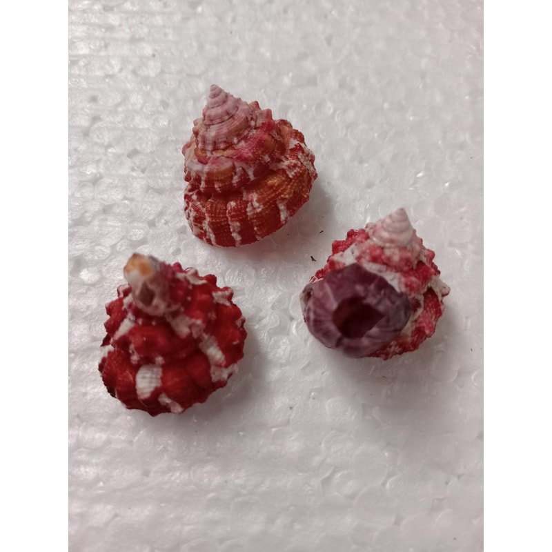 Crafts Supplies Trochus Shell Collectiblescraftingsize 22 Mm3 PCs Shells 1