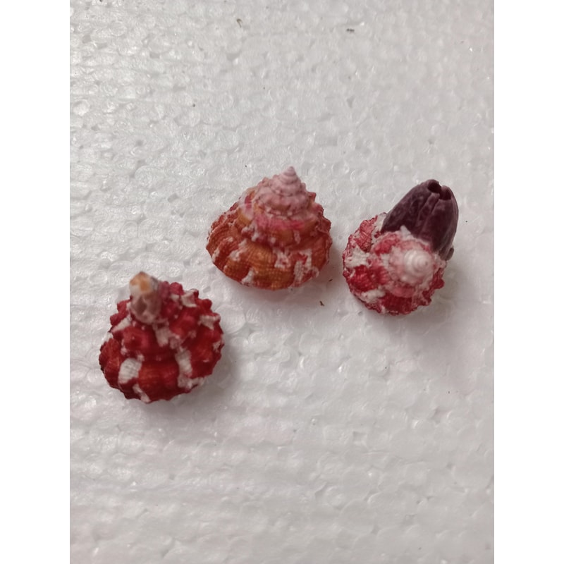 Crafts Supplies Trochus Shell Collectiblescraftingsize 22 Mm3 PCs Shells 2